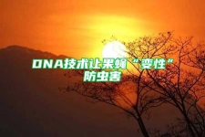 DNA技术让果蝇“变性”防虫害