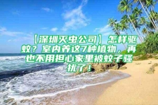 【深圳灭虫公司】怎样驱蚊？室内养这7种植物，再也不用担心家里被蚊子骚扰了！