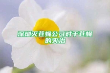 深圳灭苍蝇公司对于苍蝇的灭治