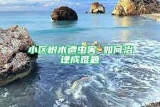 小区树木遭虫害 如何治理成难题